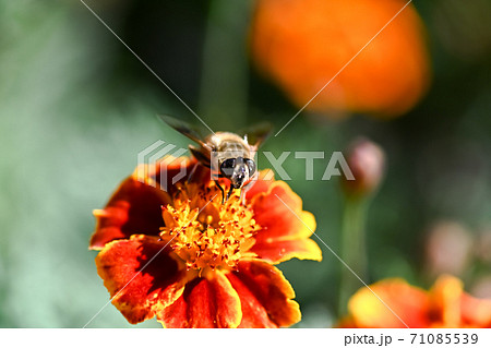 アブ かわいいの写真素材