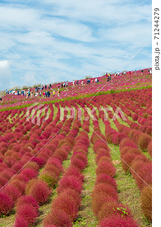 ほうきぎの写真素材