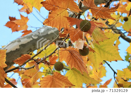 鈴掛の木 紅葉 プラタナスの写真素材