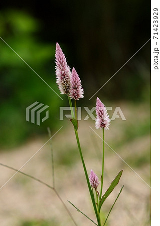 花 ケイト 植物 赤色の写真素材