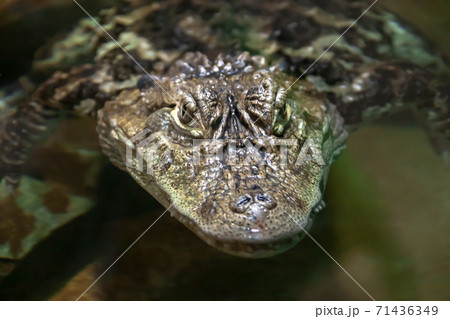 クチヒロカイマン 頭部正面 アリゲーター科 ワニ目の写真素材