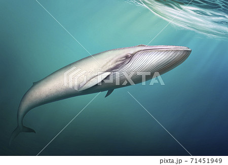 白鯨のイラスト素材