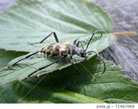 髪切虫 虫 昆虫 カミキリムシの写真素材