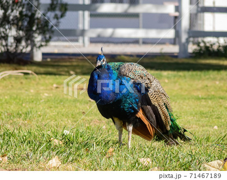 ピーコック 鳥の写真素材