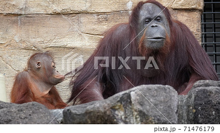 オランウータンの赤ちゃんの写真素材