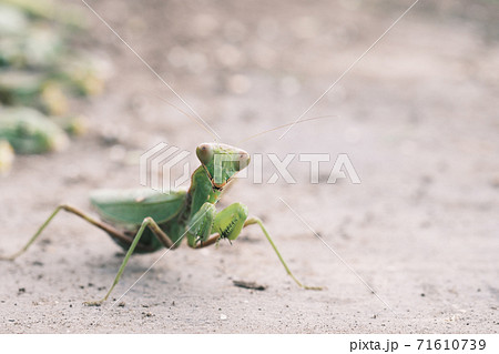 カマキリ 緑色 昆虫 正面の写真素材