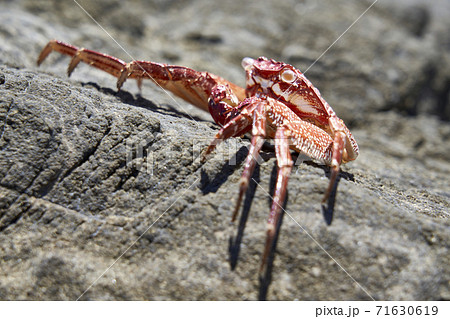 カニ 抜け殻 脱皮 海の写真素材