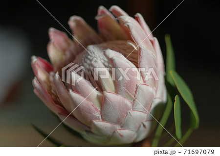 キングプロテアの花の写真素材