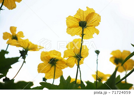 ヘチマ 花 黄色 植物の写真素材