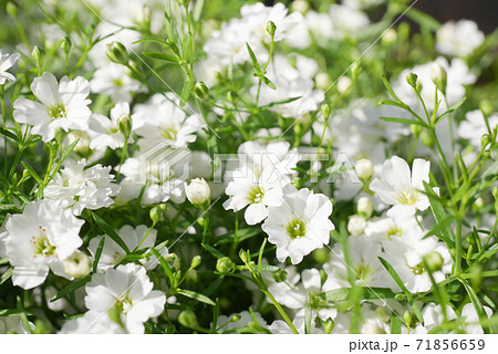 かすみ草 白い花 花 小さい花の写真素材