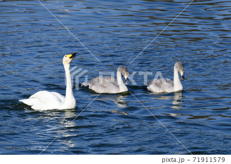 白鳥 親子 絆 スワンの写真素材 - PIXTA