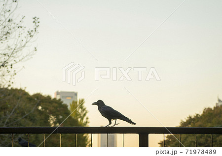 カッコイイ 鳥 カラスの写真素材