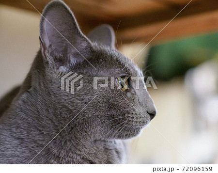 猫 かわいい 横顔 口の写真素材