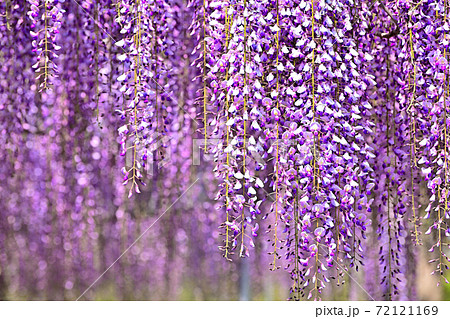 藤の花の写真素材