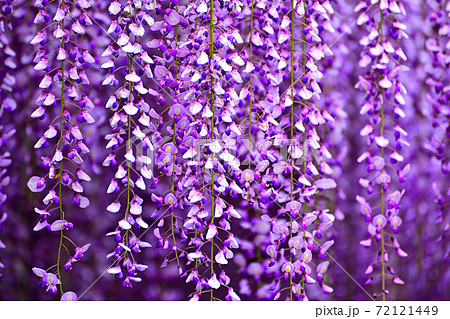 藤の花の写真素材