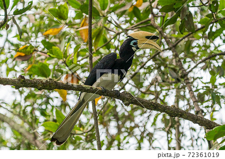 鳥 カラフル 南国 鳥類の写真素材