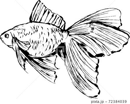 金魚 魚 墨絵 水墨画のイラスト素材
