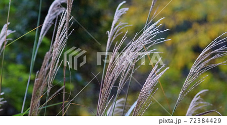 冬 枯れる 穂 枯れススキの写真素材