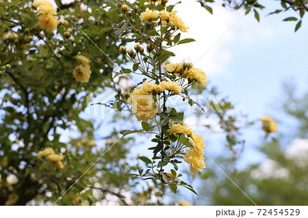 観葉植物 植物 葉 小さい かわいい 花の写真素材