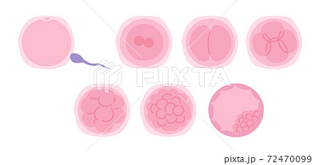 イラスト 精子 卵子 受精卵のイラスト素材