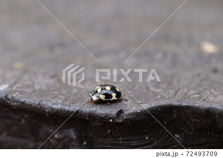 冬の虫の写真素材 Pixta