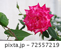 八重咲きサンショウバラの写真素材 1175