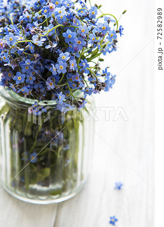 ワスレナグサ 可愛い花 勿忘草 綺麗な花の写真素材