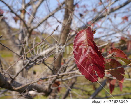 紅葉 秋 桜 枝の写真素材 紅葉 秋 桜 枝の写真素材
