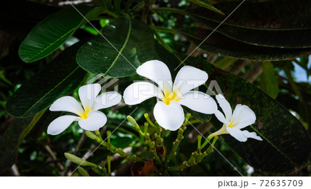 花 ティアレ 植物 葉の写真素材