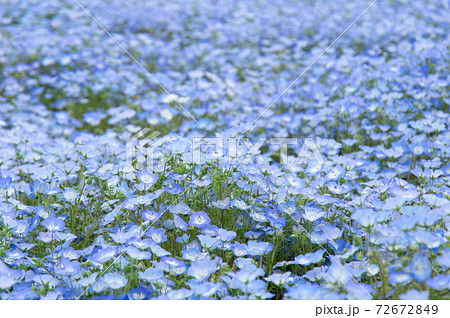 ネモフィラ 草花 花 壁紙の写真素材