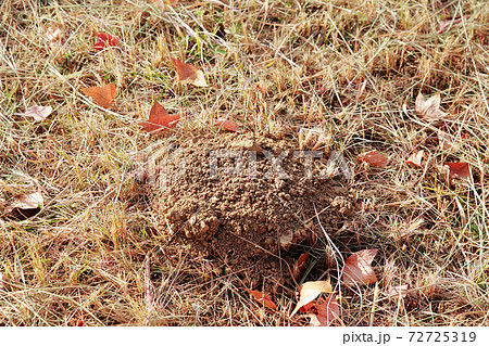 もぐら塚 モグラ塚 土竜塚 もぐらの写真素材
