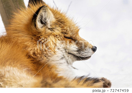 キツネ 狐 の写真素材集 ピクスタ