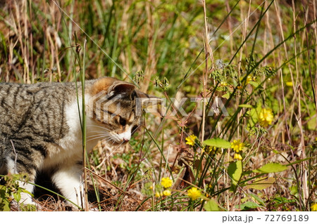 拝み猫の写真素材