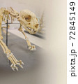 シャチの骨格標本の写真素材