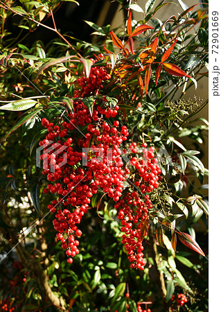 冬 植物 赤い実 草の写真素材