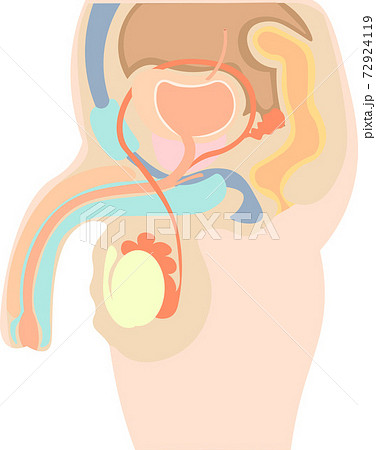 陰茎のイラスト素材