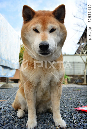 ブサイク犬の写真素材