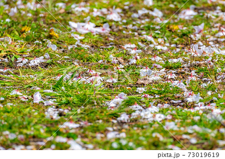 桜 散る 花びら 地面の写真素材