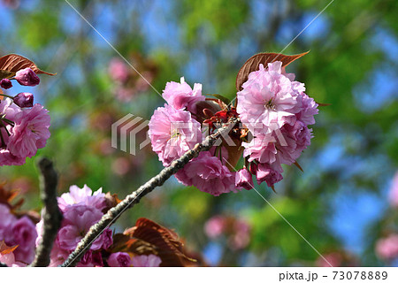 八重桜の写真素材