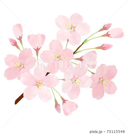 桜 さくら サクラ 桜の枝 ソメイヨシノのイラスト素材