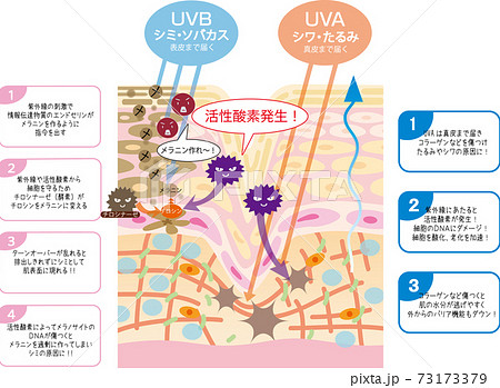 メラノサイトのイラスト素材