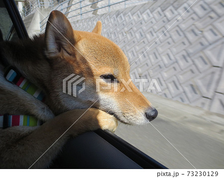 柴犬 犬 運転 動物の写真素材