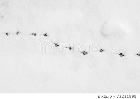 足跡 雪 鳥 小鳥 動物の写真素材