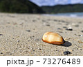 奄美大島の砂浜に漂着するタカラガイの貝殻 タルダカラの写真素材