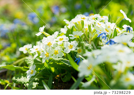 プリムローズ 花の写真素材