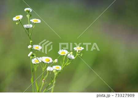 ハルシオン 花 野草 春の花の写真素材