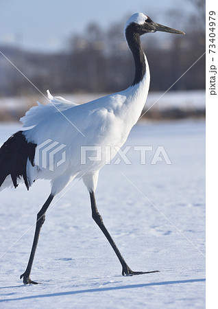 つる 鶴 の写真素材集 ピクスタ