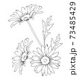 デイジーの花 手描き線画イラストのイラスト素材