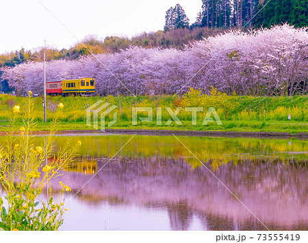 いすみ鉄道 菜の花 鉄道 風景の写真素材 - PIXTA