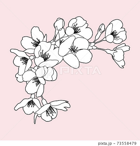 桜 モノクロ 春 花のイラスト素材